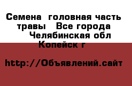 Семена (головная часть))) травы - Все города  »    . Челябинская обл.,Копейск г.